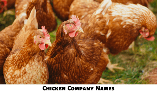 Chicken Company Names