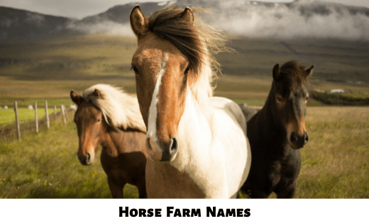 Horse Farm Names