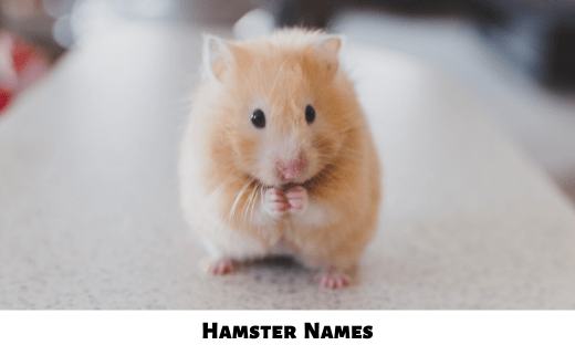 Hamster Names