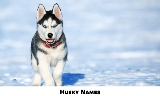 Husky Names