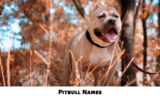 Pitbull Names