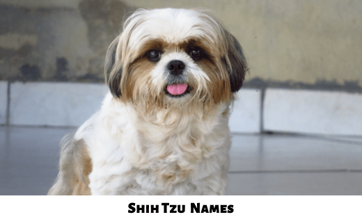 Shih Tzu Names