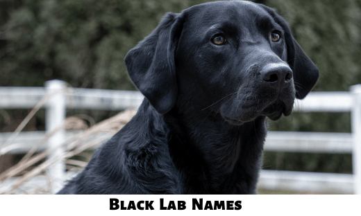 Black Lab Names