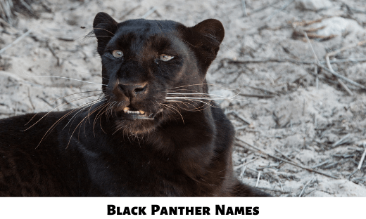 Black Panther Names