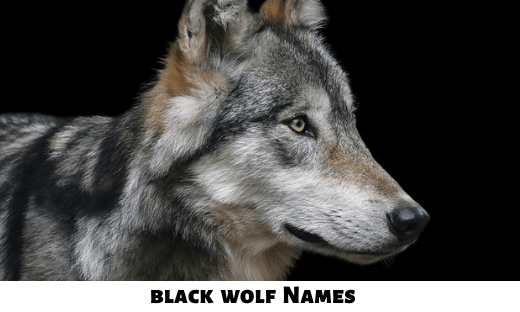 Black Wolf Names