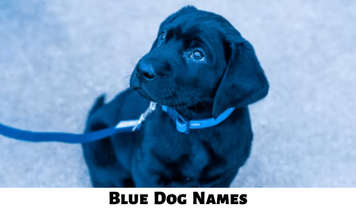 Blue Dog Names