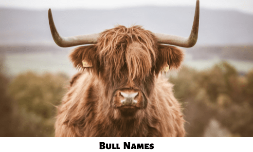 Bull Names