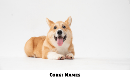 Corgi Names