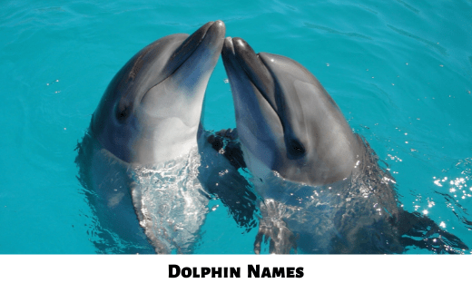 Dolphin Names