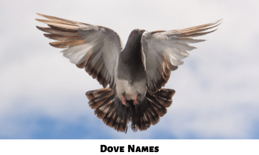 Dove Names