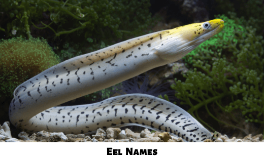 Eel Names