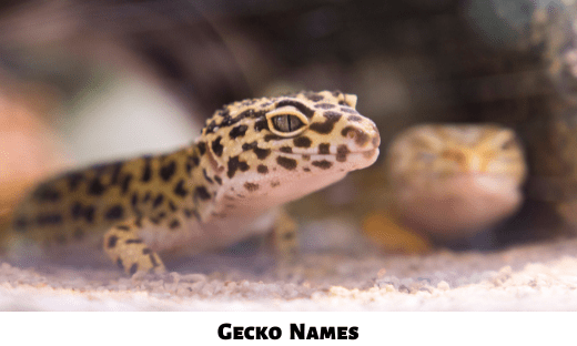 Gecko Names