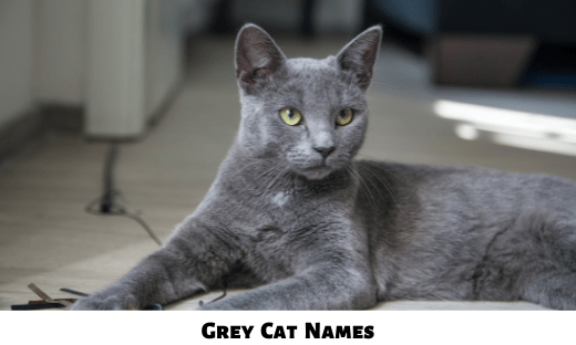 Grey Cat Names