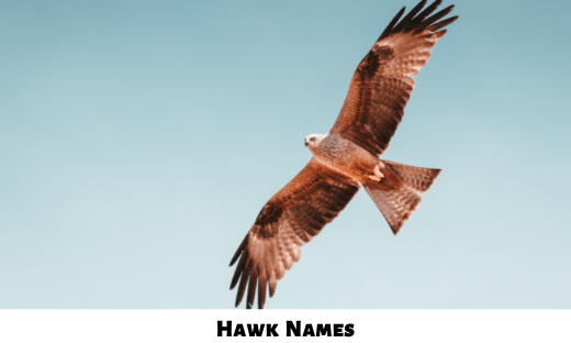 Hawk Names