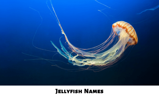 Jellyfish Names
