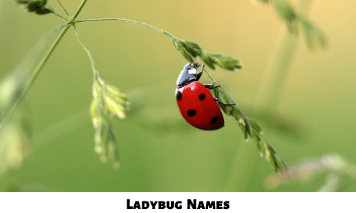 Ladybug Names