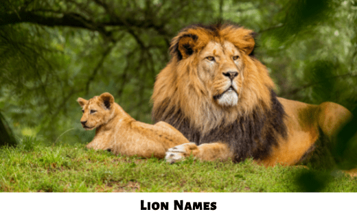 Lion Names
