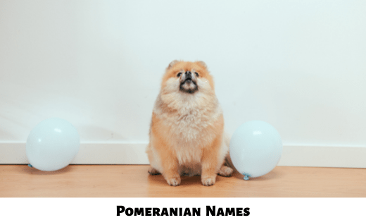 Pomeranian Names