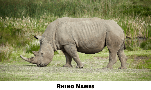 400+ Rhino Names [Cool, Good and Famous]