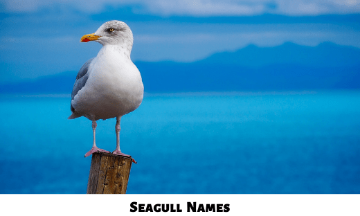 Seagull Names