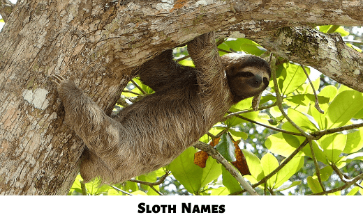 Sloth Names