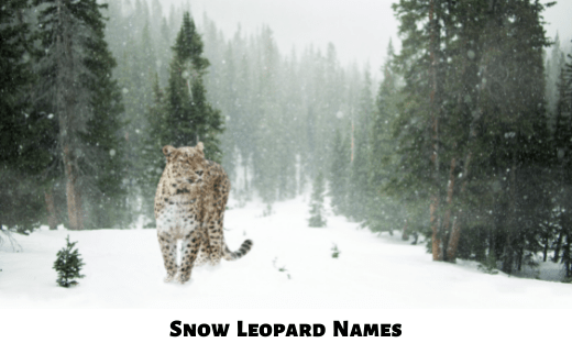 Snow Leopard Names