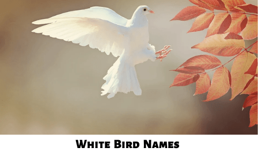 White Bird Names