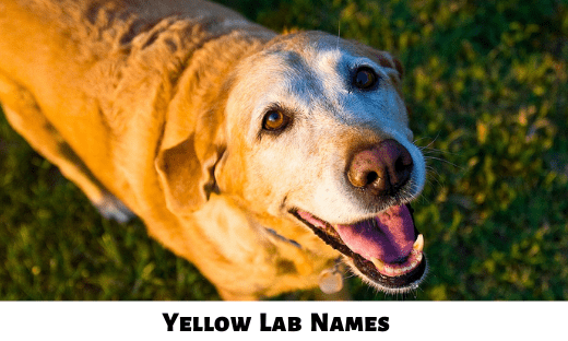 Yellow Lab Names