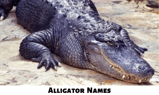 Alligator Names