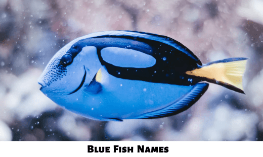 Blue Fish Names