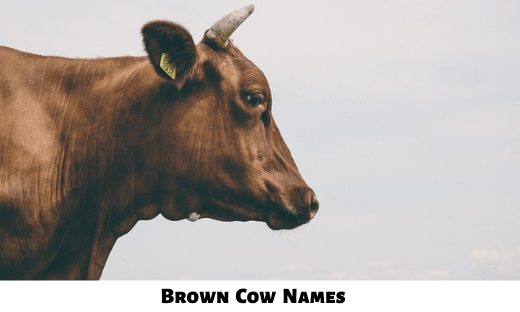 Brown Cow Names