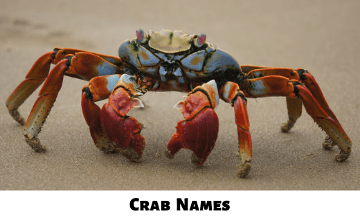 Crab Names