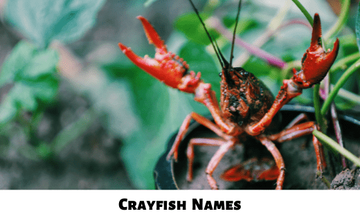 Crayfish Names