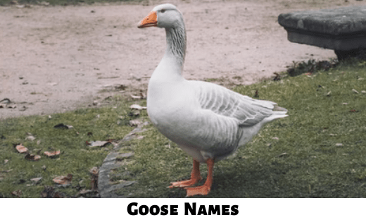 Goose Names