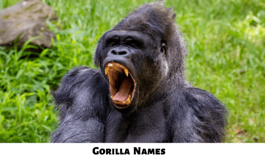 Gorilla Names