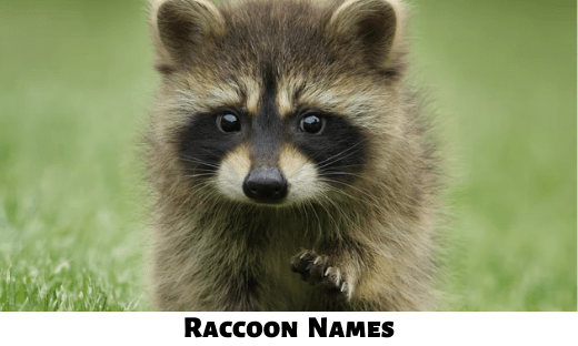 Raccoon Names
