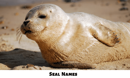 Seal Names