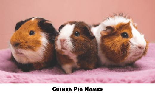 Guinea Pig Names