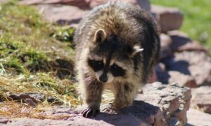Female Raccoon Names